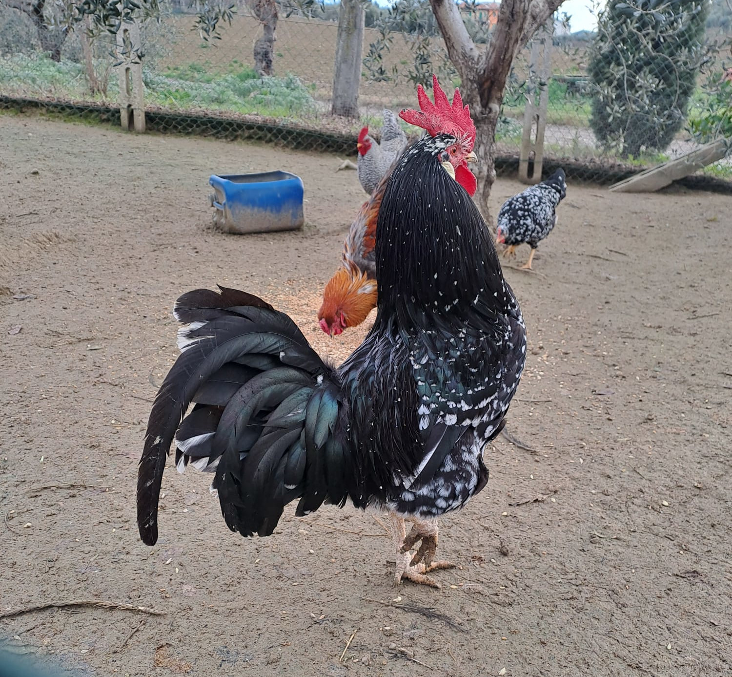 Gallo Ancona - Piumaggio nero dai riflessi verdi metallici picchiettato bianco 